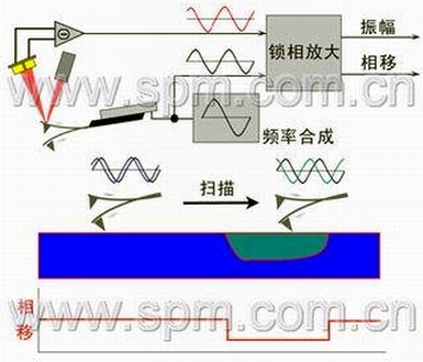 原子力顯微鏡（AFM）相移成像模式示意圖